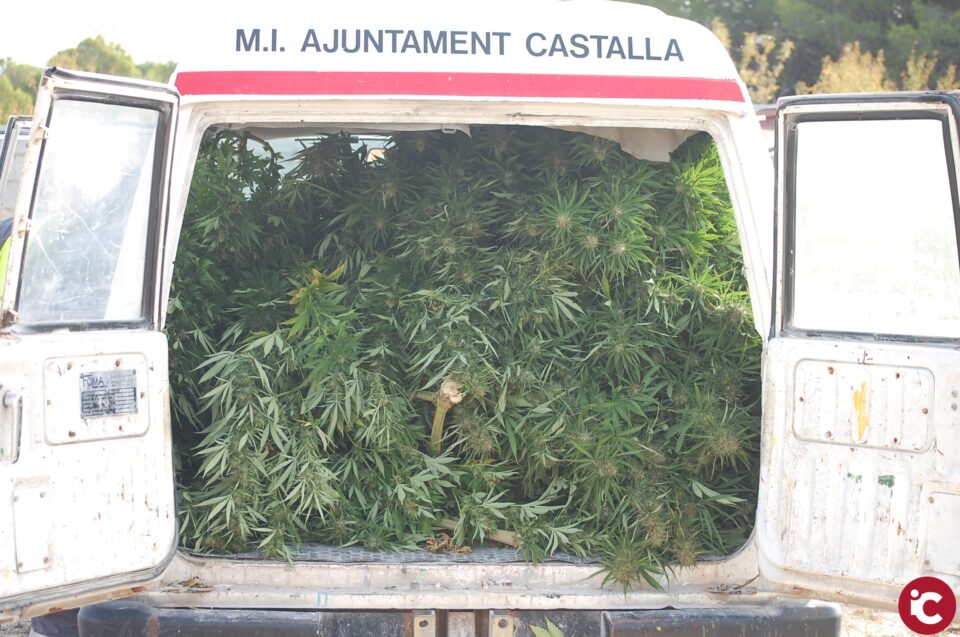 La Policia Local de Castalla confisca una plantació de marihuana en col·laboració amb la Guàrdia Civil