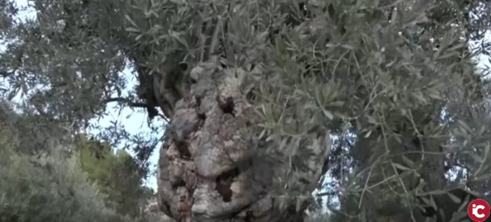 M un oli exquisit doliveres Mil·lenàries a lAlmàssera de Millena