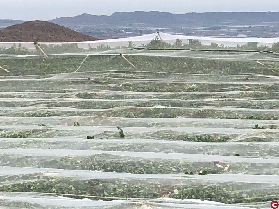 Pérdidas millonarias por las fuertes lluvias de ayer en Monforte