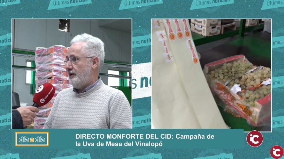 La Uva de Mesa del Vinalopó se prepara para al campaña de Navidad