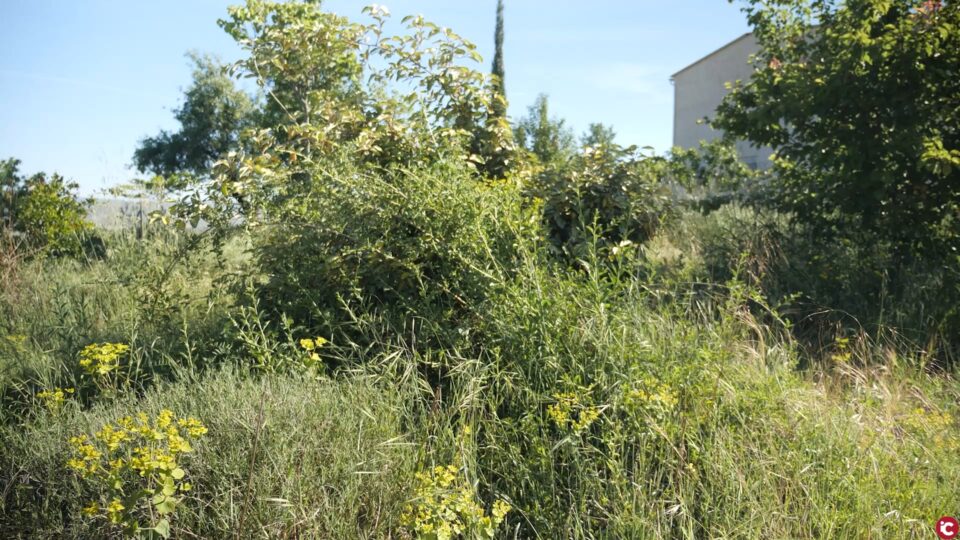 Trabajar con la naturaleza. Conocemos el bosque de alimentos y los huertos urbanos