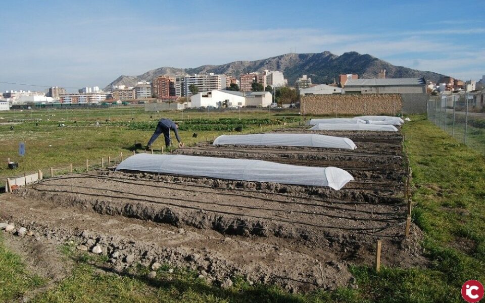 Los huertos urbanos promovidos por el Ayuntamiento de Villena están a pleno funcionamiento