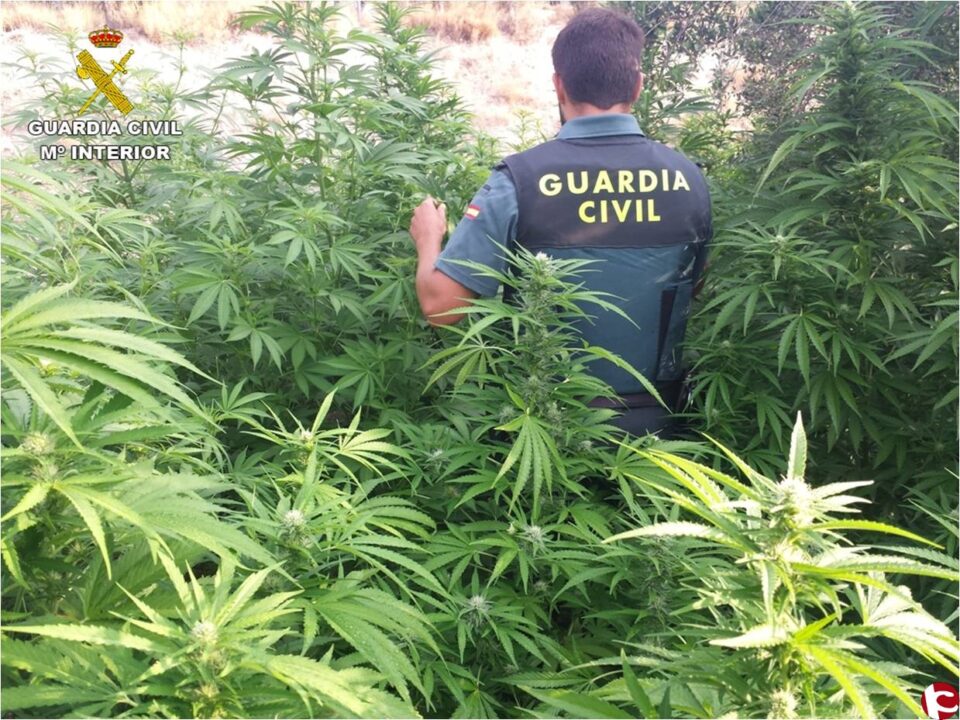 La Guardia Civil ha intervenido un total de 247 plantas de marihuana en una casa de campo de Cocentaina.